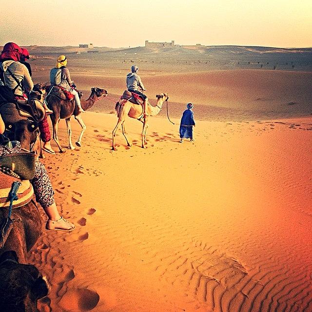 Camel Photograph - #ergchigaga #morocco #sahara #desert by David Smith