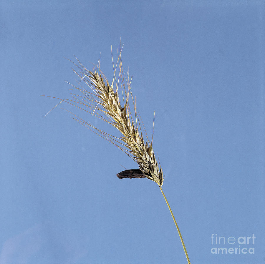 Ergotized Rye Photograph by Tierbild Okapia/Dr. Eckart Pott