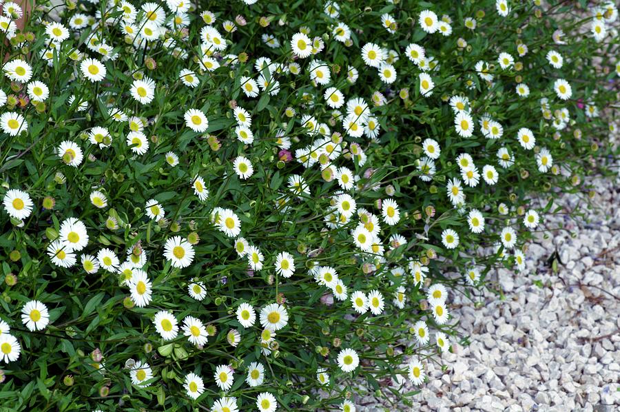 Erigeron Karvinskianus 'vergerette' Photograph by Brian Gadsby/science ...