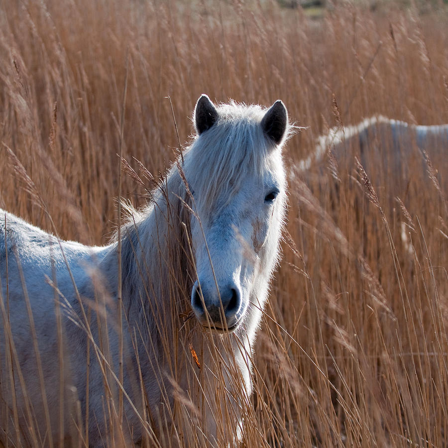 Eriskay Pony Photograph By Mitch Mcfarlane Fine Art America