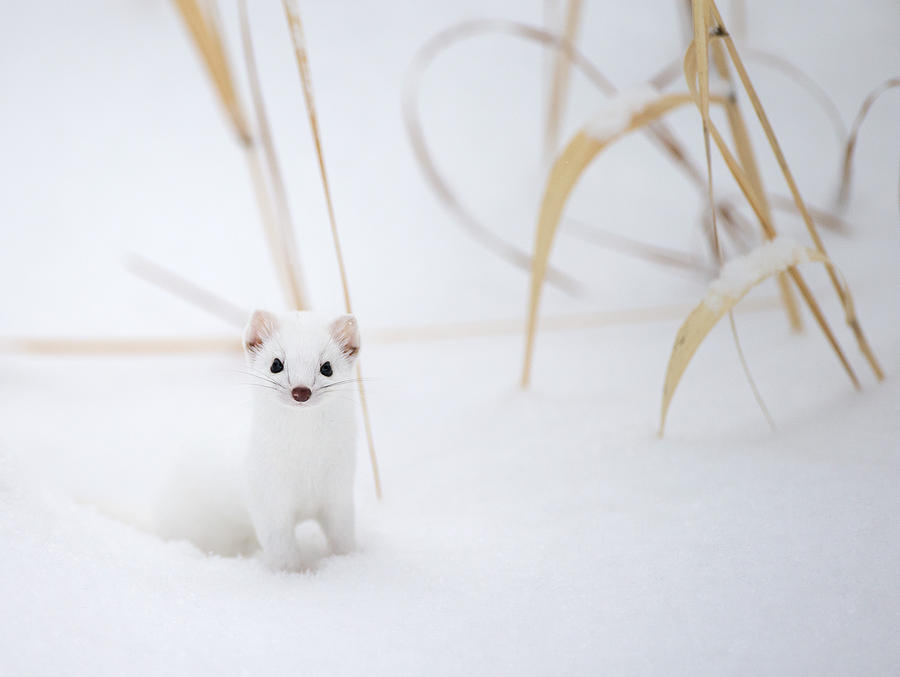 Ermine in the Grass Photograph by Max Waugh