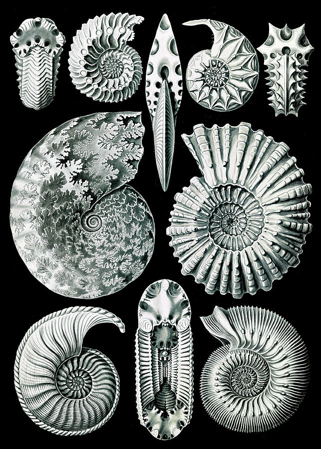 Ernst Haeckel, Ammonite, Extinct Marine Photograph by Science Source
