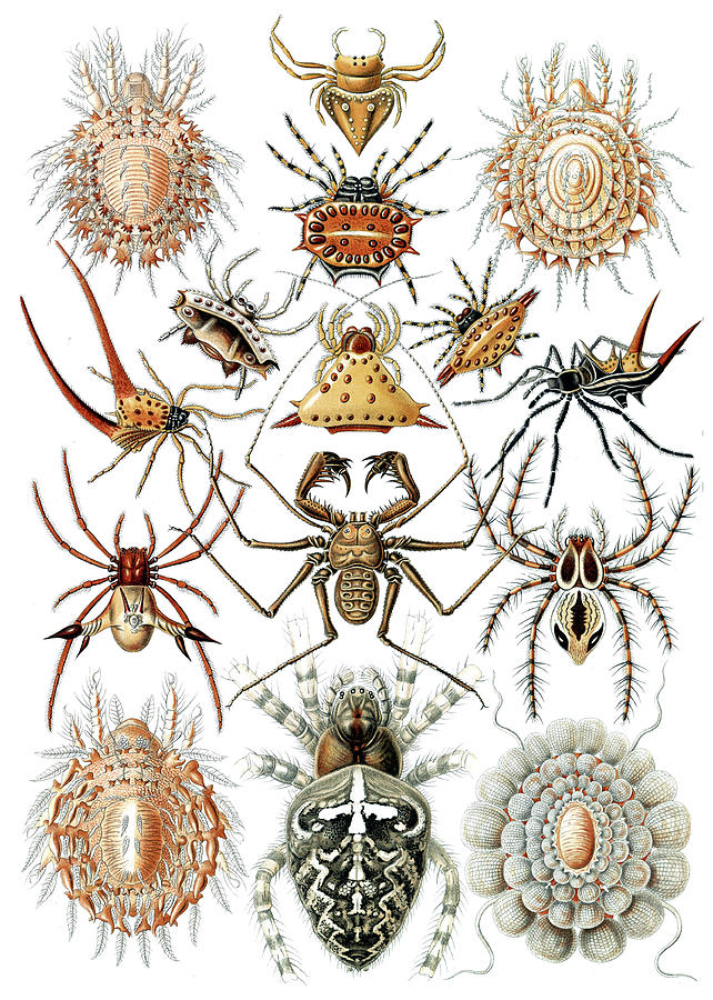 Ernst Haeckel, Arachnid, Spiders Photograph by Science Source