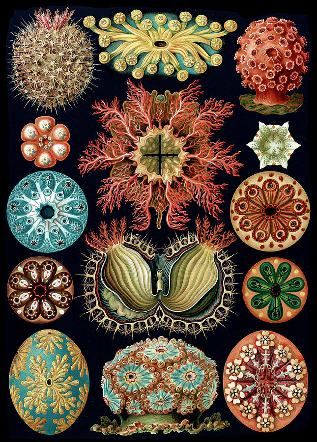 Ernst Haeckel, Ascidiacea, Sea Squirts Photograph by Science Source