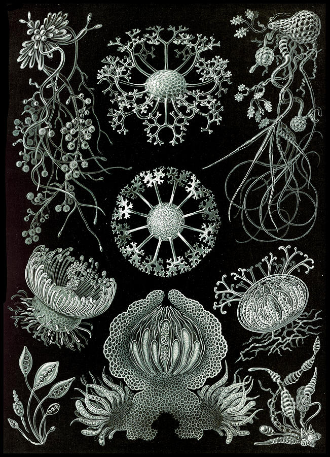 Ernst Haeckel, Ascomycetes, Fungi Photograph by Science Source