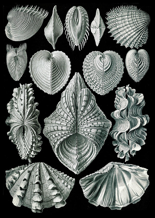 Ernst Haeckel, Bivalvia, Mollusks Photograph by Science Source