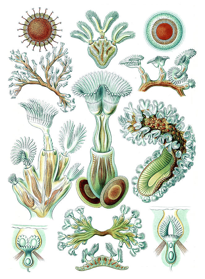 Ernst Haeckel, Bryozoa, Aquatic Photograph by Science Source