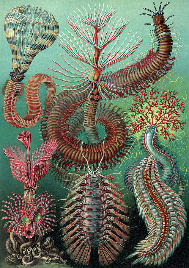 Ernst Haeckel, Chaetopoda, Marine Worms Photograph by Science Source