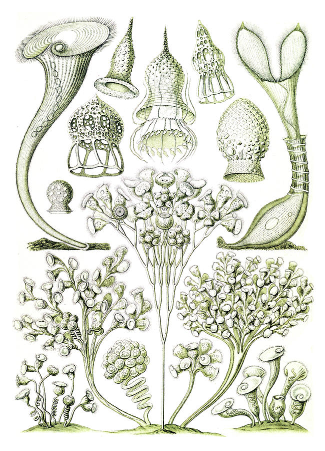 Ernst Haeckel, Ciliates, Protozoans Photograph by Science Source