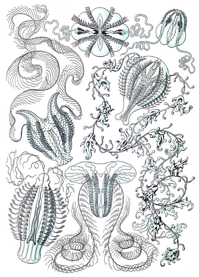 Ernst Haeckel Ctenophora Comb Jellies - 