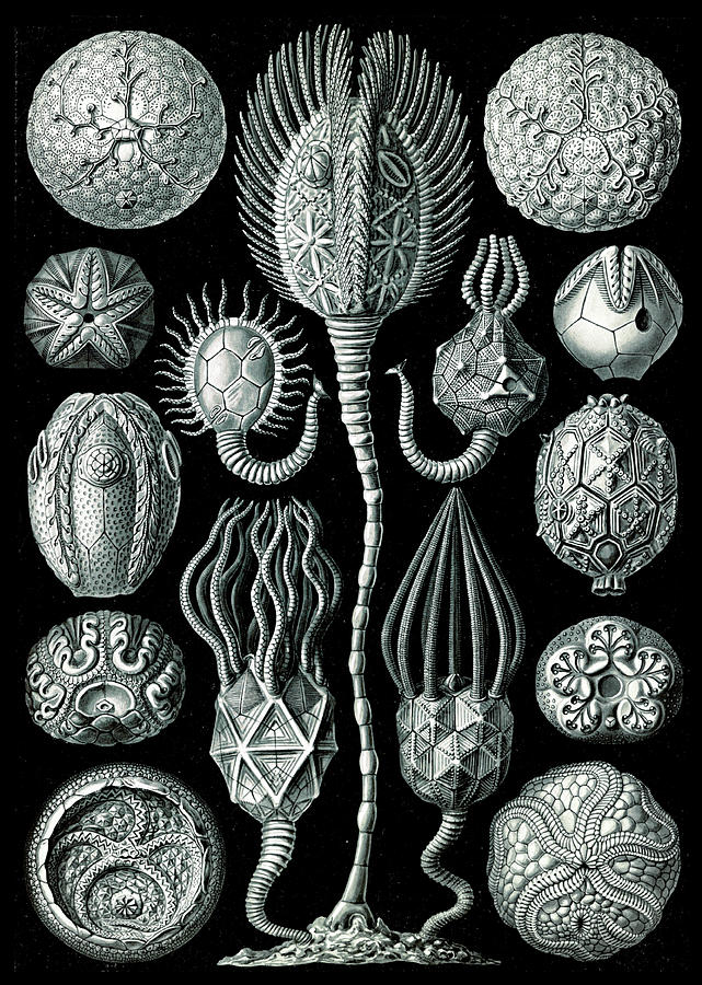 Ernst Haeckel, Cystoidea, Extinct Photograph by Science Source