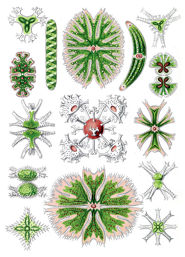 Ernst Haeckel, Desmids, Green Algae Photograph by Science Source