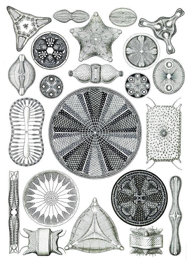 Ernst Haeckel, Diatoms, Microalgae Photograph by Science Source