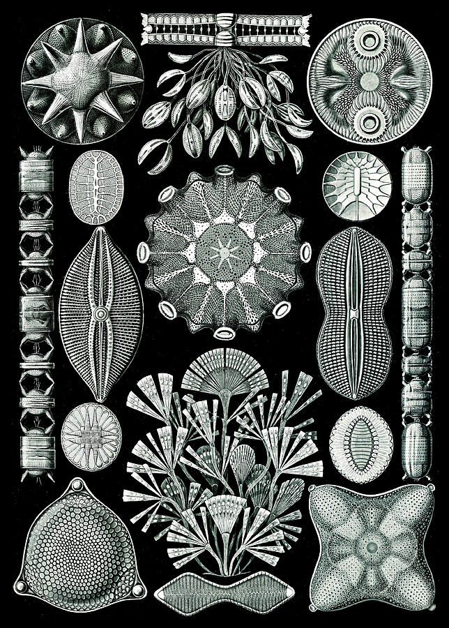 Ernst Haeckel, Diatoms Photograph by Science Source