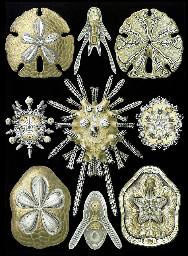 Ernst Haeckel, Echinoidea, Sea Urchins Photograph by Science Source