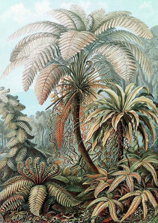 Ernst Haeckel, Ferns Photograph by Science Source