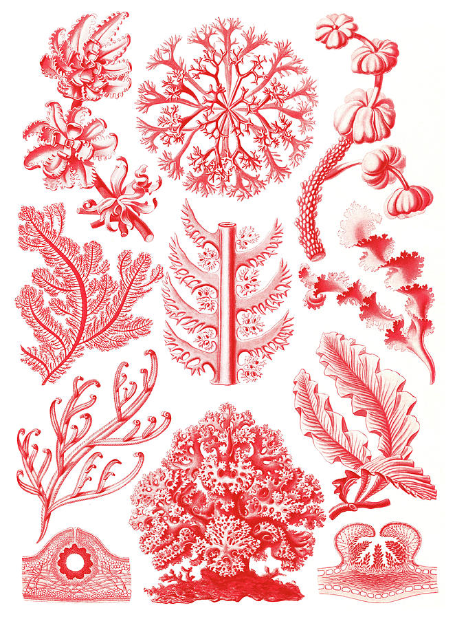 Ernst Haeckel, Florideophyceae, Red Photograph by Science Source
