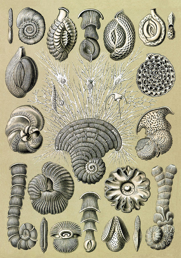 Ernst Haeckel, Foraminifera, Protist Photograph by Science Source