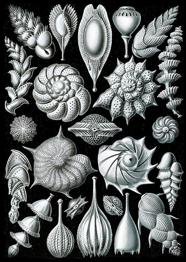 Ernst Haeckel, Foraminifera, Protists Photograph by Science Source