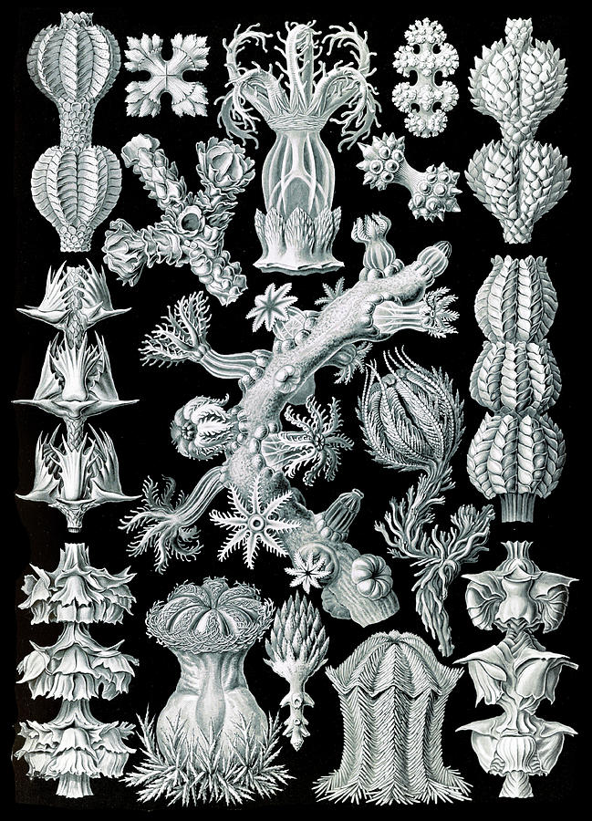 Ernst Haeckel, Gorgoniidae, Soft Corals Photograph by Science Source ...