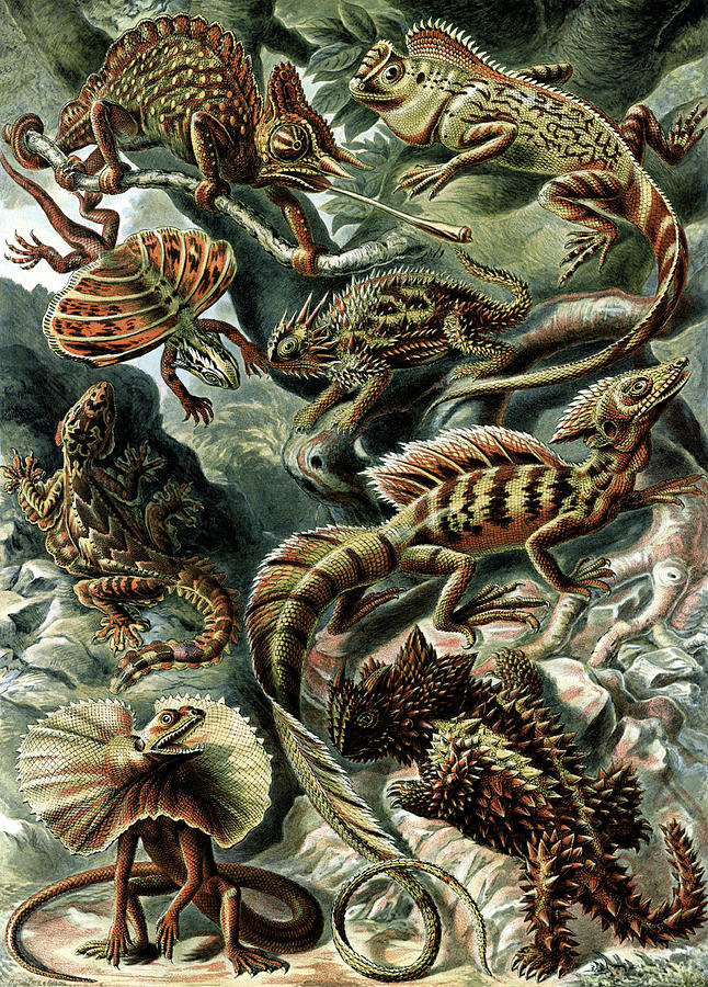 Ernst Haeckel, Lacertilia Photograph by Science Source