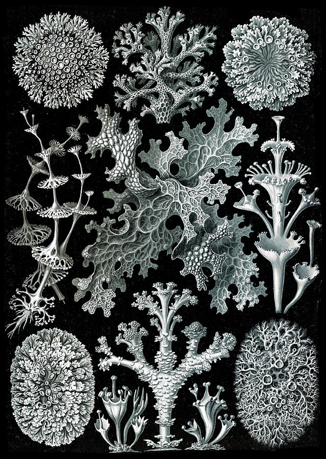 Ernst Haeckel, Lichens Photograph by Science Source
