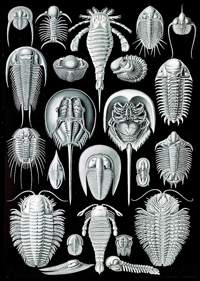 Ernst Haeckel, Limulidae, Horseshoe Photograph by Science Source