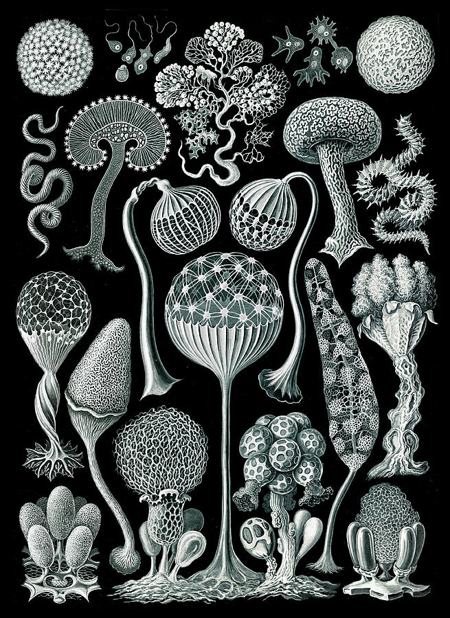 Ernst Haeckel, Mycetozoa, Slime Molds Photograph by Science Source