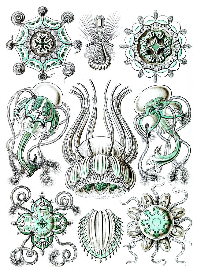 Ernst Haeckel, Narcomedusae, Freshwater Photograph by Science Source