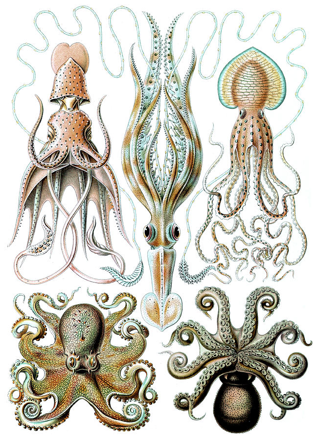 Ernst Haeckel, Octopoda, Octopus Photograph by Science Source