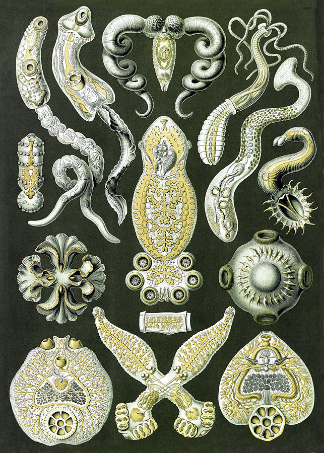 Ernst Haeckel, Platodes, Flatworms Photograph by Science Source - Fine ...