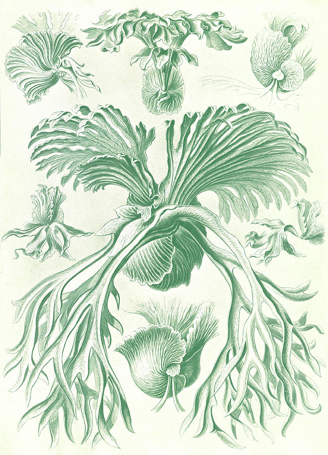 Ernst Haeckel, Polypodiopsida, Ferns Photograph by Science Source