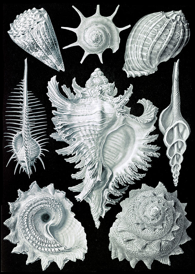 Ernst Haeckel, Prosobranchia, Gastropod Photograph by Science Source