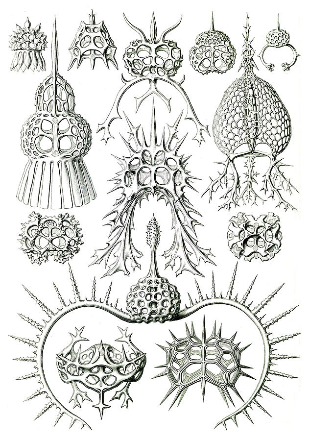 Ernst Haeckel, Protozoa, Radiolaria Photograph by Science Source