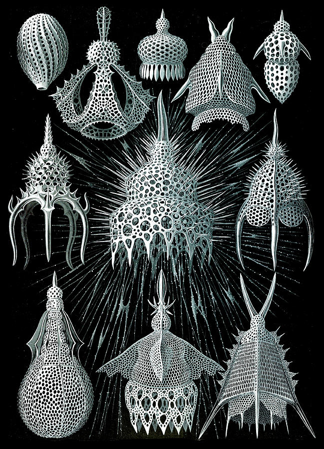 Ernst Haeckel, Radiolaria Photograph by Science Source