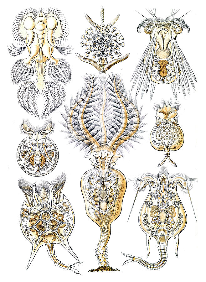 Ernst Haeckel, Rotifers Photograph by Science Source