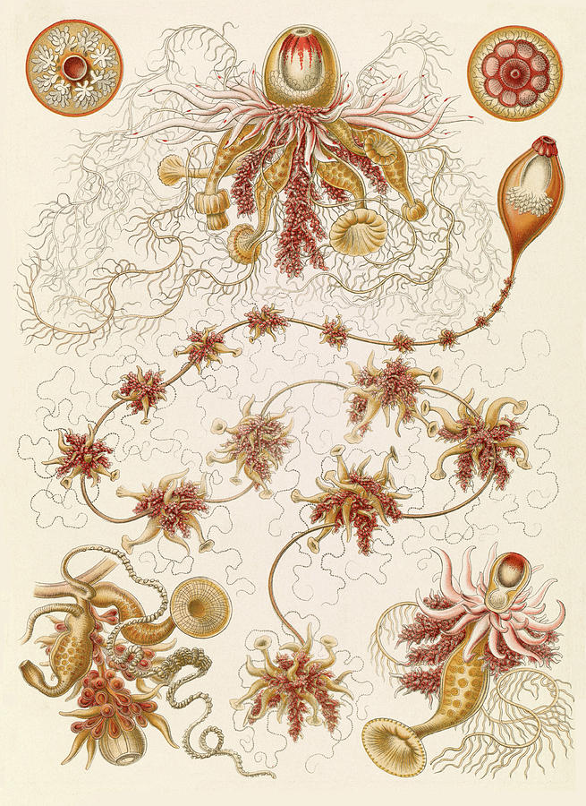 Ernst Haeckel, Siphonophorae, Hydrozoa Photograph By Science Source 