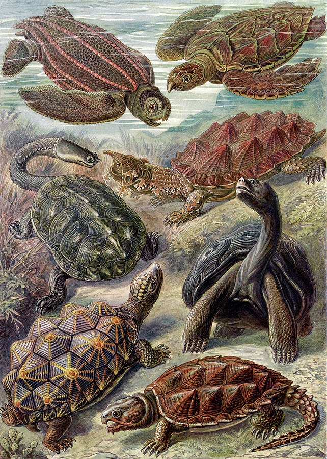Ernst Haeckel, Testudines, Tortoises Photograph by Science Source