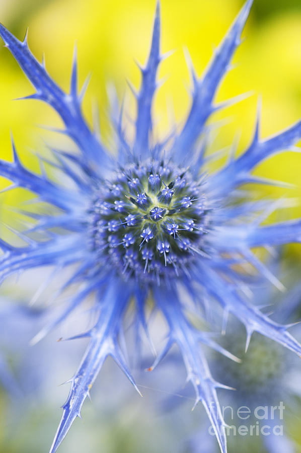 Flower Photograph - Eryngium x Oliverianum Flower by Tim Gainey