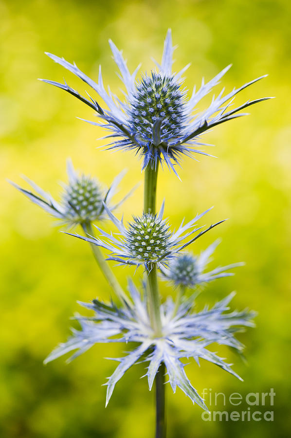 Flower Photograph - Eryngium x Oliverianum by Tim Gainey