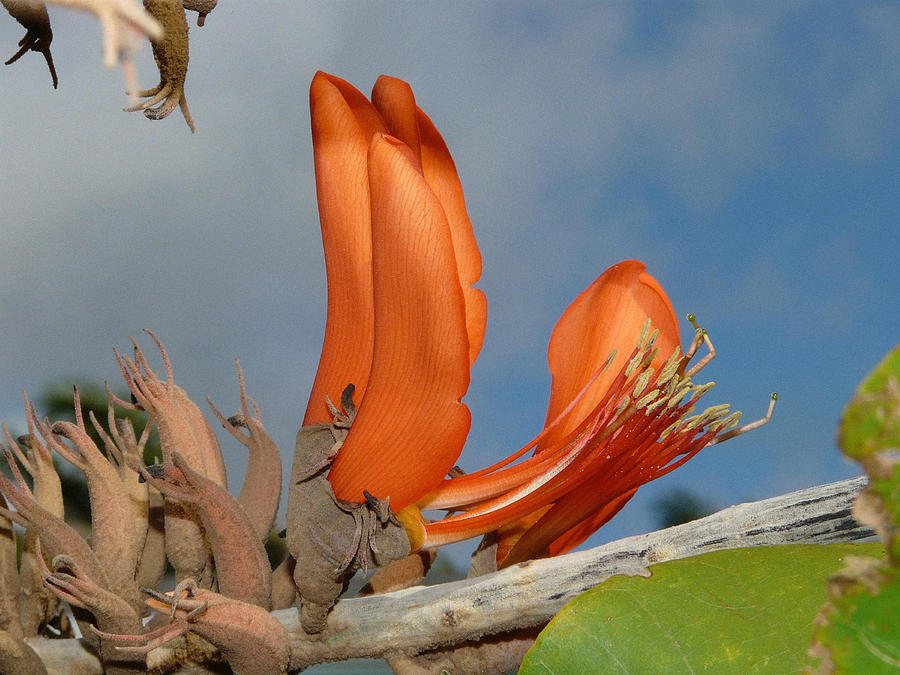 Flowers Still Life Photograph - Erythrina madagascariensis flower by Barry Stock