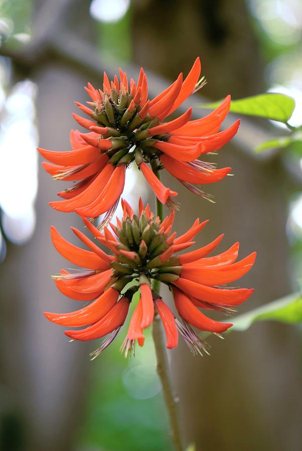 Erythrina X Sykesii Flowers Photograph by Adrian Thomas Pixels
