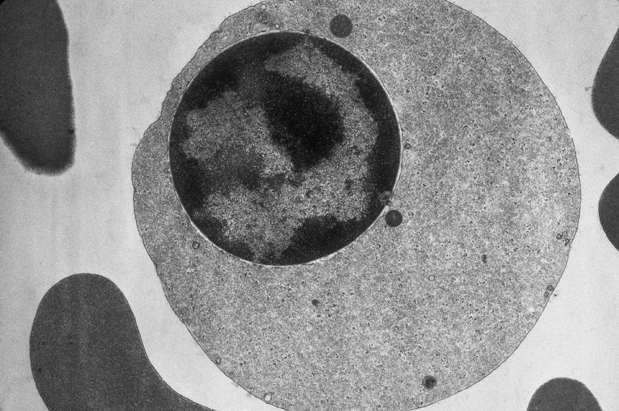 Erythroblast Photograph by Biology Pics