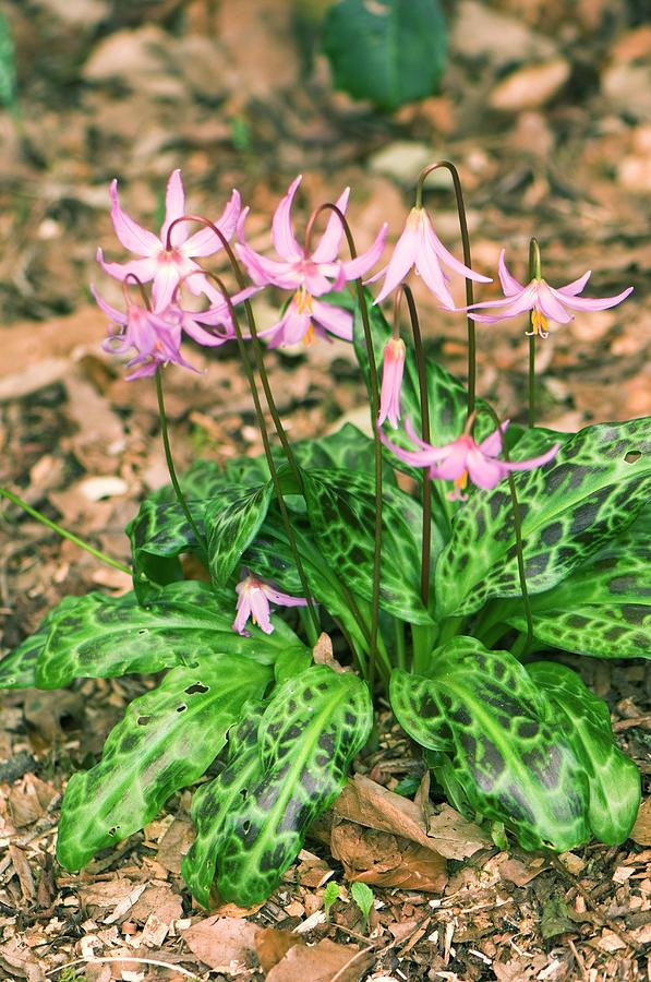 Erythronium Dens-canis Photograph by Adrian Thomas/science Photo Library