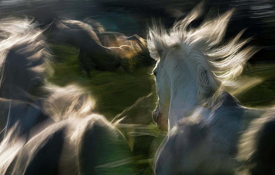 Horse Photograph - Esata Equina by Milan Malovrh