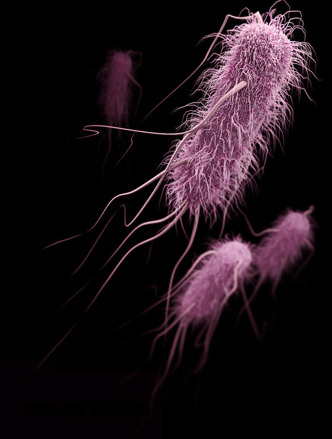 Esbl-producing Enterobacteriaceae Photograph by Science Source