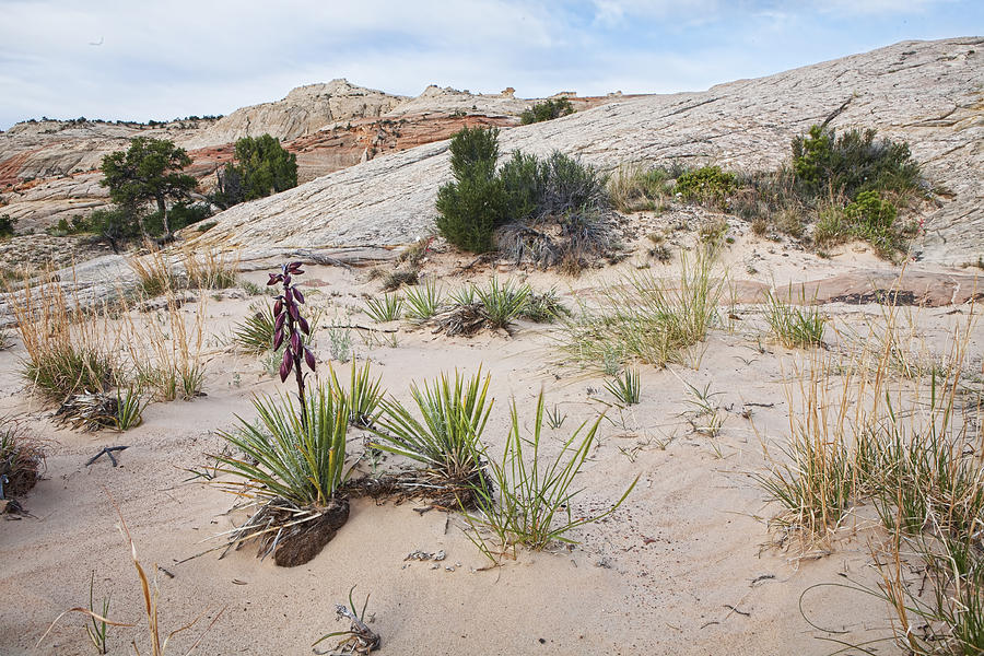 Escalante Desert Yucca Photograph by Gregory Scott