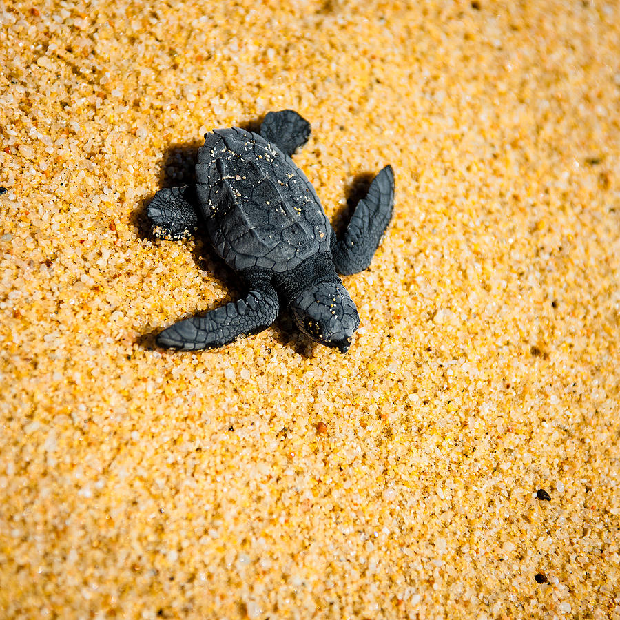 Turtle Photograph - Escape by Sebastian Musial