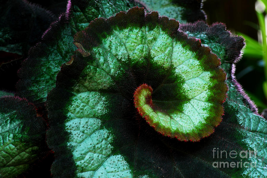 Flowers Still Life Photograph - Escargot Begonia Detail by Nancy Mueller