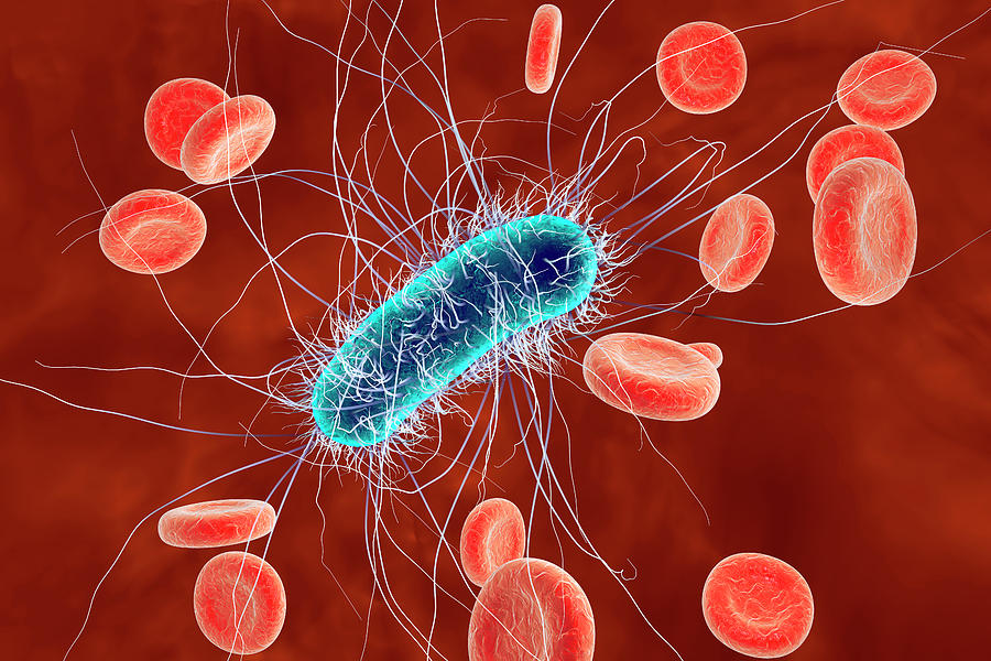 Картинка эшерихии коли